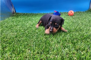 Fabio - Miniature Pinscher for sale
