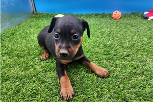 Mila - Miniature Pinscher for sale