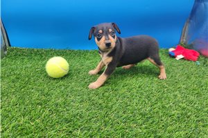 Mateo - Miniature Pinscher for sale