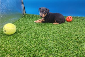 Michael - Miniature Pinscher for sale