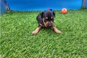 Falco - Miniature Pinscher for sale