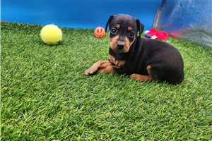 Madison - Miniature Pinscher for sale