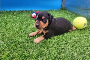 Faye - Miniature Pinscher for sale