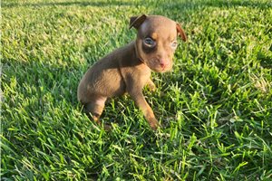 Ivan - Miniature Pinscher for sale