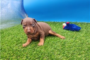 Fauna - Miniature Pinscher for sale