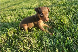 Isaiah - Miniature Pinscher for sale