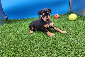 Faye - Miniature Pinscher for sale