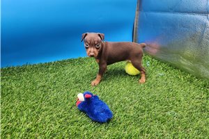 Fauna - Miniature Pinscher for sale