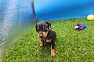 Fabio - Miniature Pinscher for sale