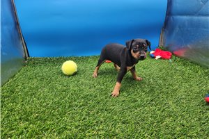 Millie - Miniature Pinscher for sale