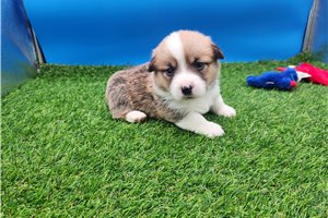 Fernando - Corgi, Pembroke Welsh for sale