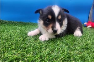 Bridget - Corgi, Pembroke Welsh for sale