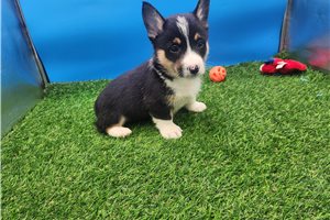 Felix - Corgi, Pembroke Welsh for sale