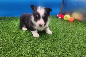 Brandon - Corgi, Pembroke Welsh for sale