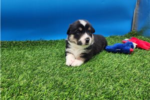Finley - Corgi, Pembroke Welsh for sale
