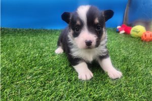 Bitsy - Corgi, Pembroke Welsh for sale