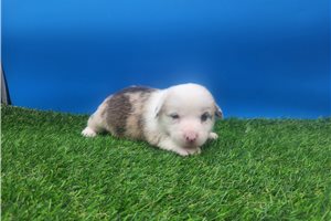 Asher - Corgi, Pembroke Welsh for sale