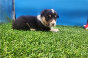 Bentley - Corgi, Pembroke Welsh for sale