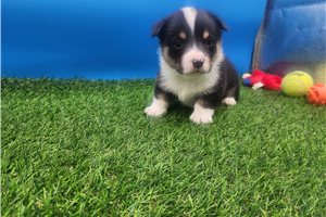 Bronson - Corgi, Pembroke Welsh for sale