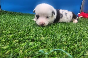 Avery - Corgi, Pembroke Welsh for sale