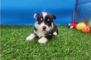 Blaire - Corgi, Pembroke Welsh for sale