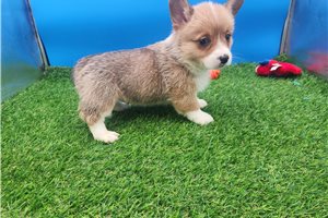 Francisco - Corgi, Pembroke Welsh for sale