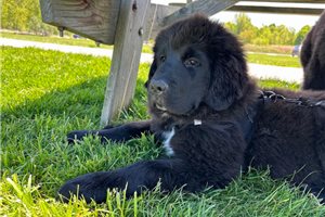 Mal - puppy for sale