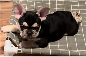 Smalls - French Bulldog for sale