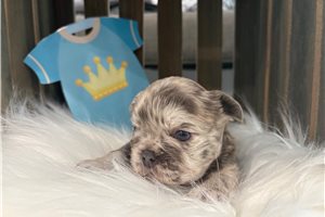Cecil - puppy for sale