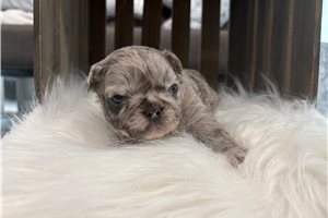 Tator - French Bulldog for sale