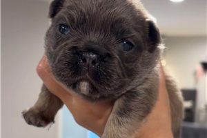 Fry - French Bulldog for sale