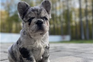 Joanne - French Bulldog for sale