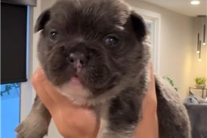 Zayn - French Bulldog for sale