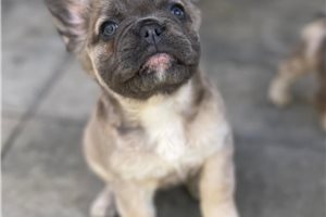Christie - puppy for sale