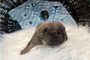 Fry - puppy for sale
