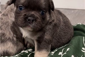 Zayn - French Bulldog for sale