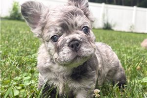 Cecil - French Bulldog for sale