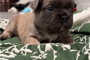 Fry - French Bulldog for sale