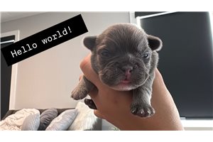 Zayn - French Bulldog for sale