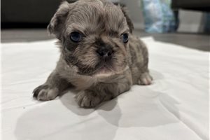Tator - French Bulldog for sale