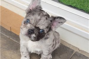 Sky | Puppies For Sale at Pawrade