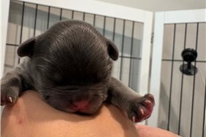 Zayn - French Bulldog for sale