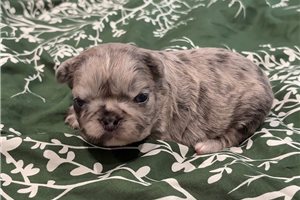 Tator - French Bulldog for sale