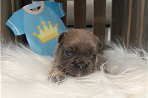 Fry - puppy for sale