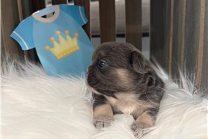 Zayn - puppy for sale