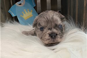 Alton - French Bulldog for sale
