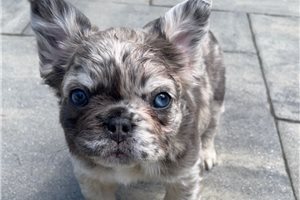 Ursula - puppy for sale
