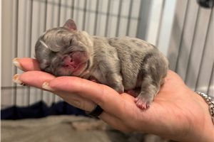 Tator - French Bulldog for sale