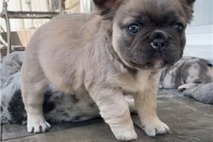 Christie - French Bulldog for sale