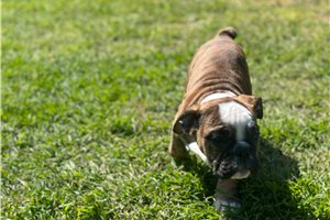 Kehlani - English Bulldog for sale